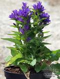 clustered bellflower